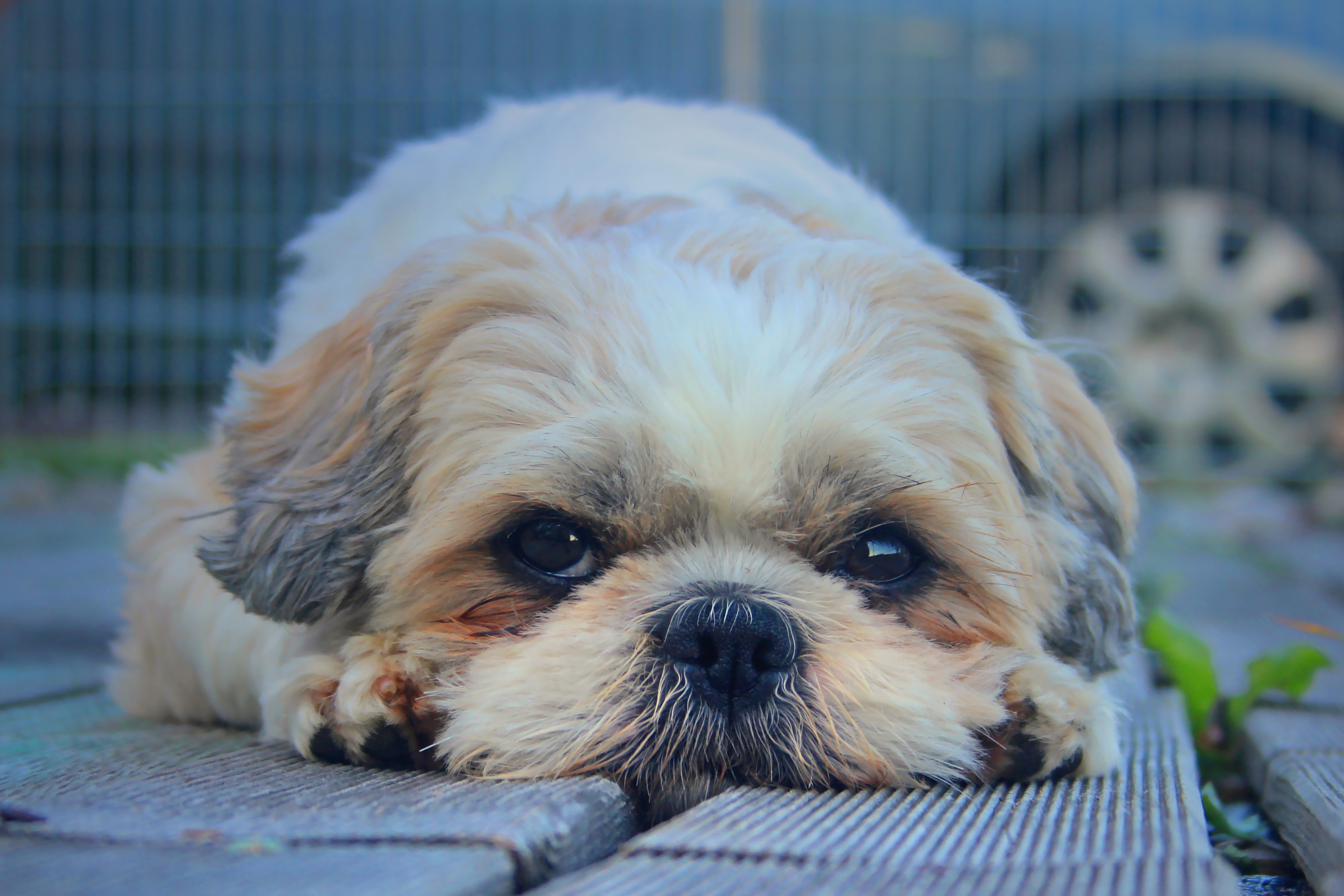Фото бесплатно собака, щенок, лежа