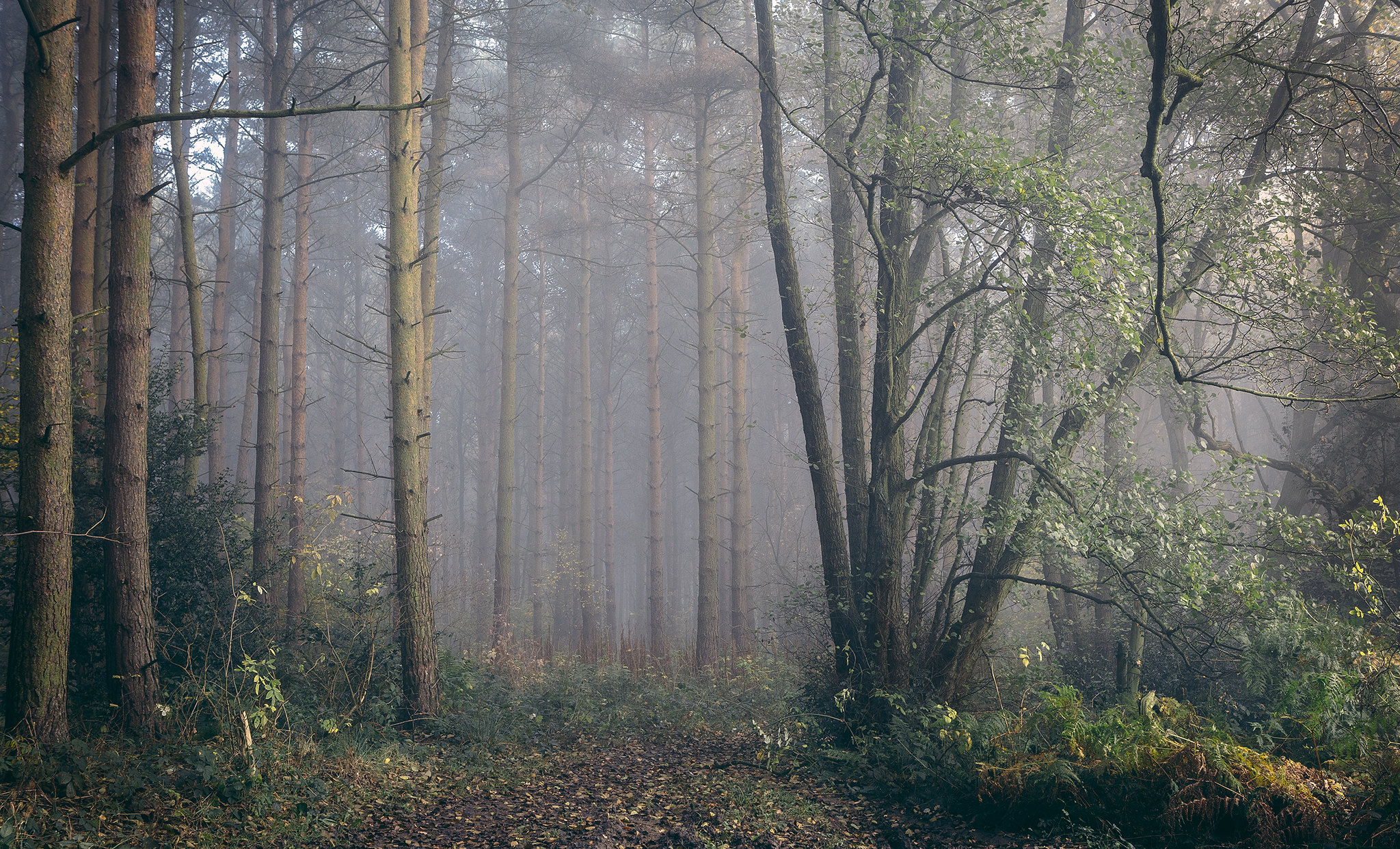 Сумеречный лес · бесплатное фото