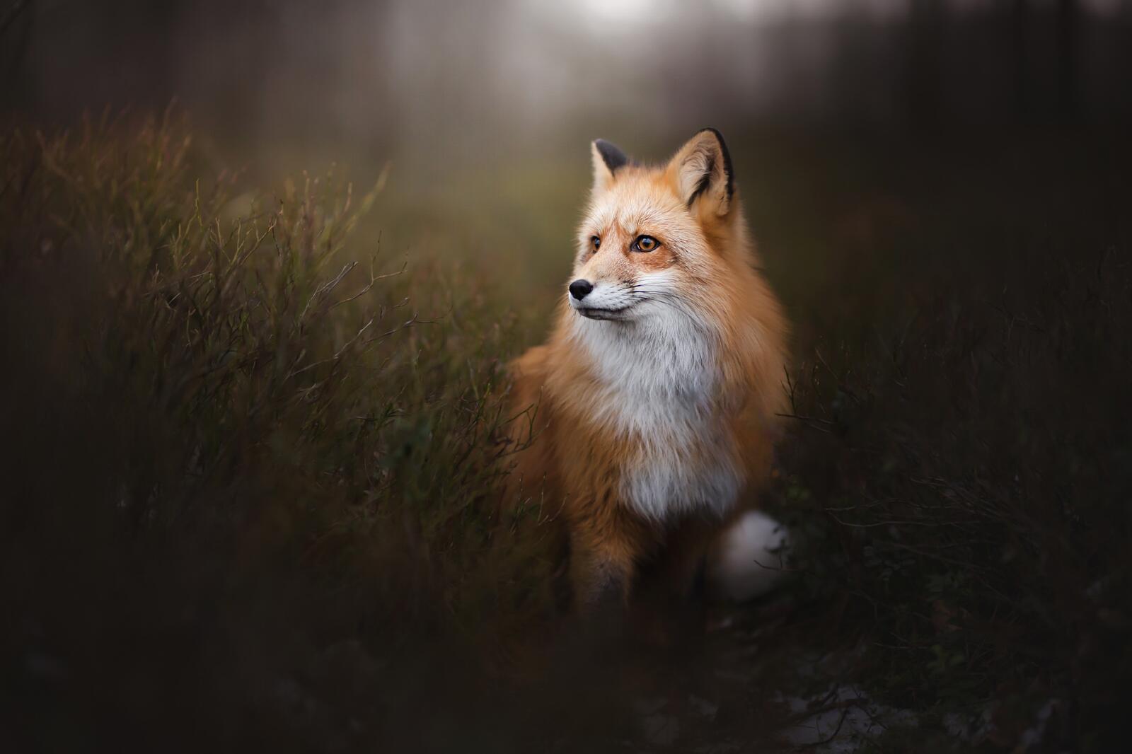 Wallpapers Fox Fox carnivorous mammal of the family Canidae animals on the desktop