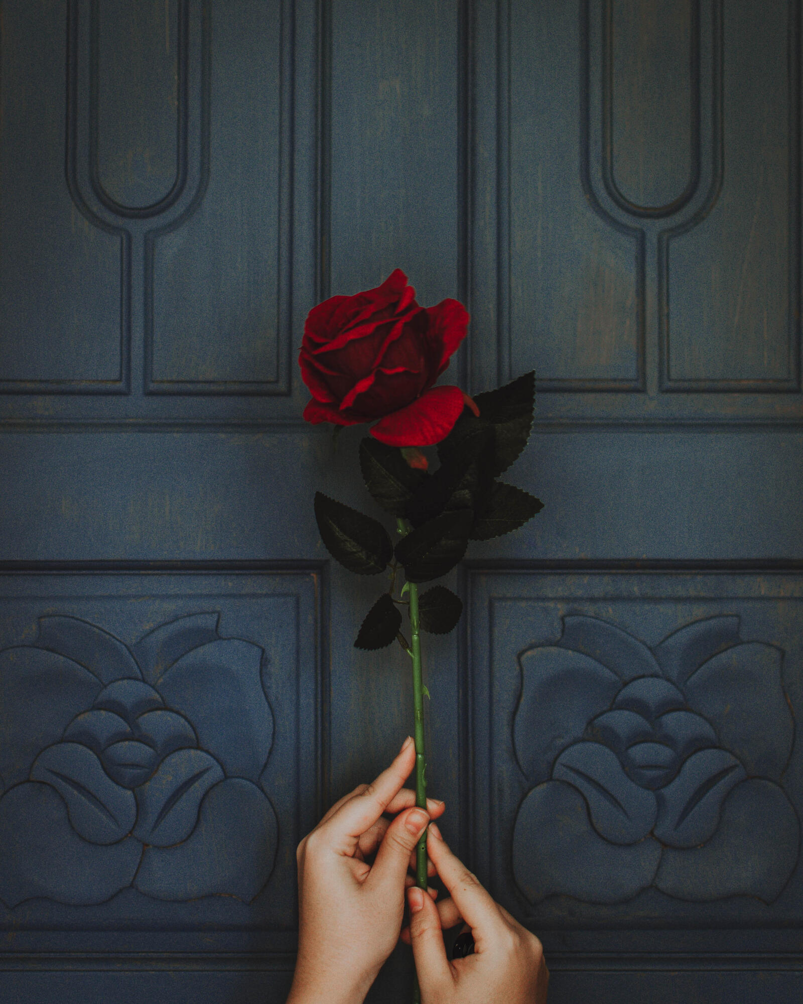 Обои розы красный красная роза на рабочий стол