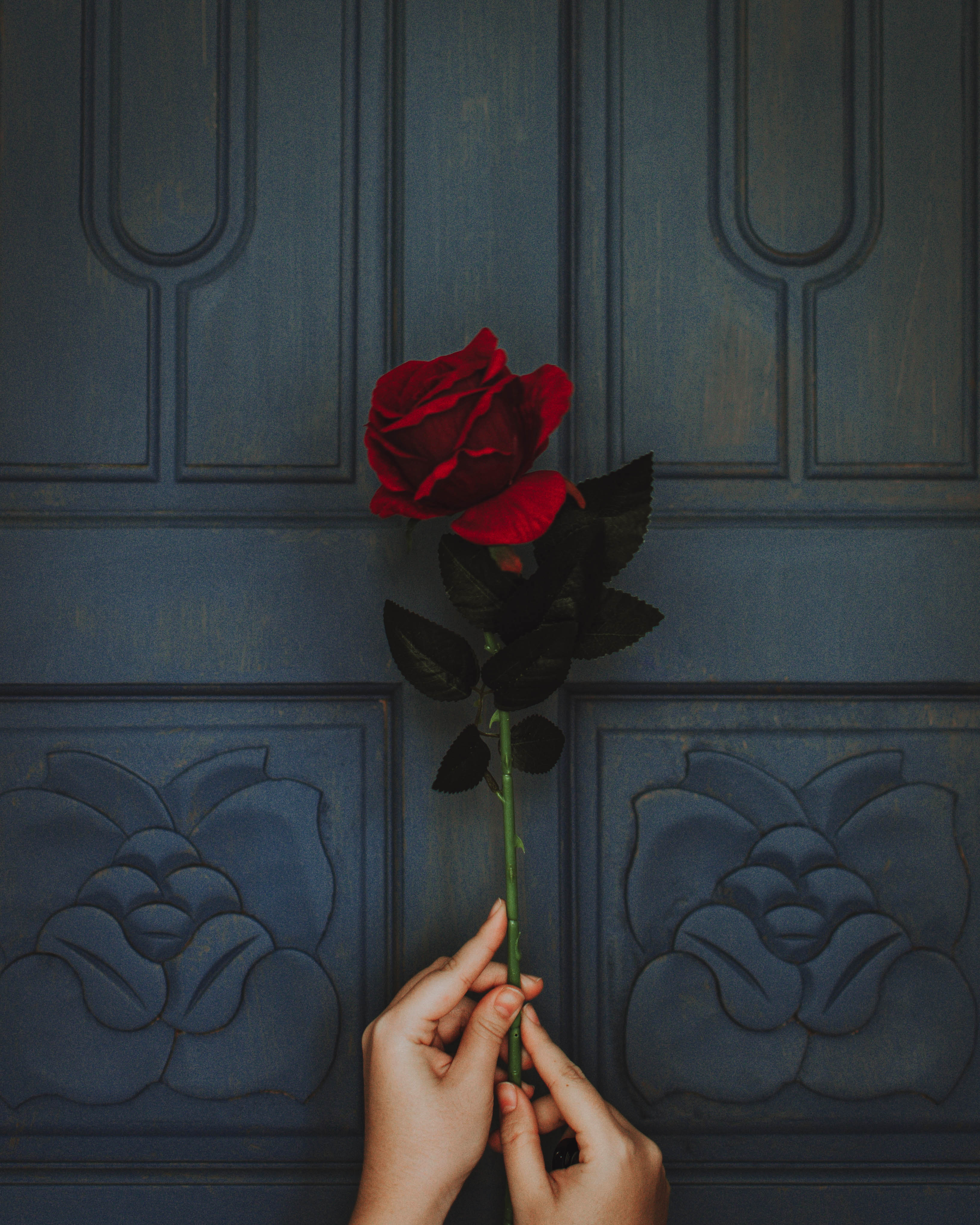 Обои розы красный красная роза на рабочий стол