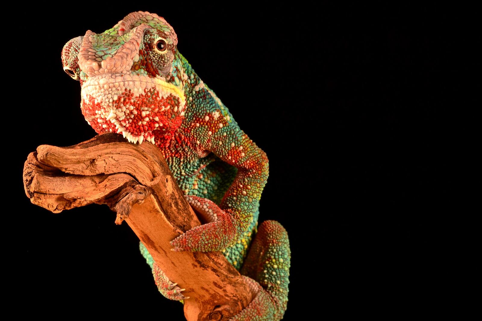 Wallpapers reptile lizard chameleon on the desktop