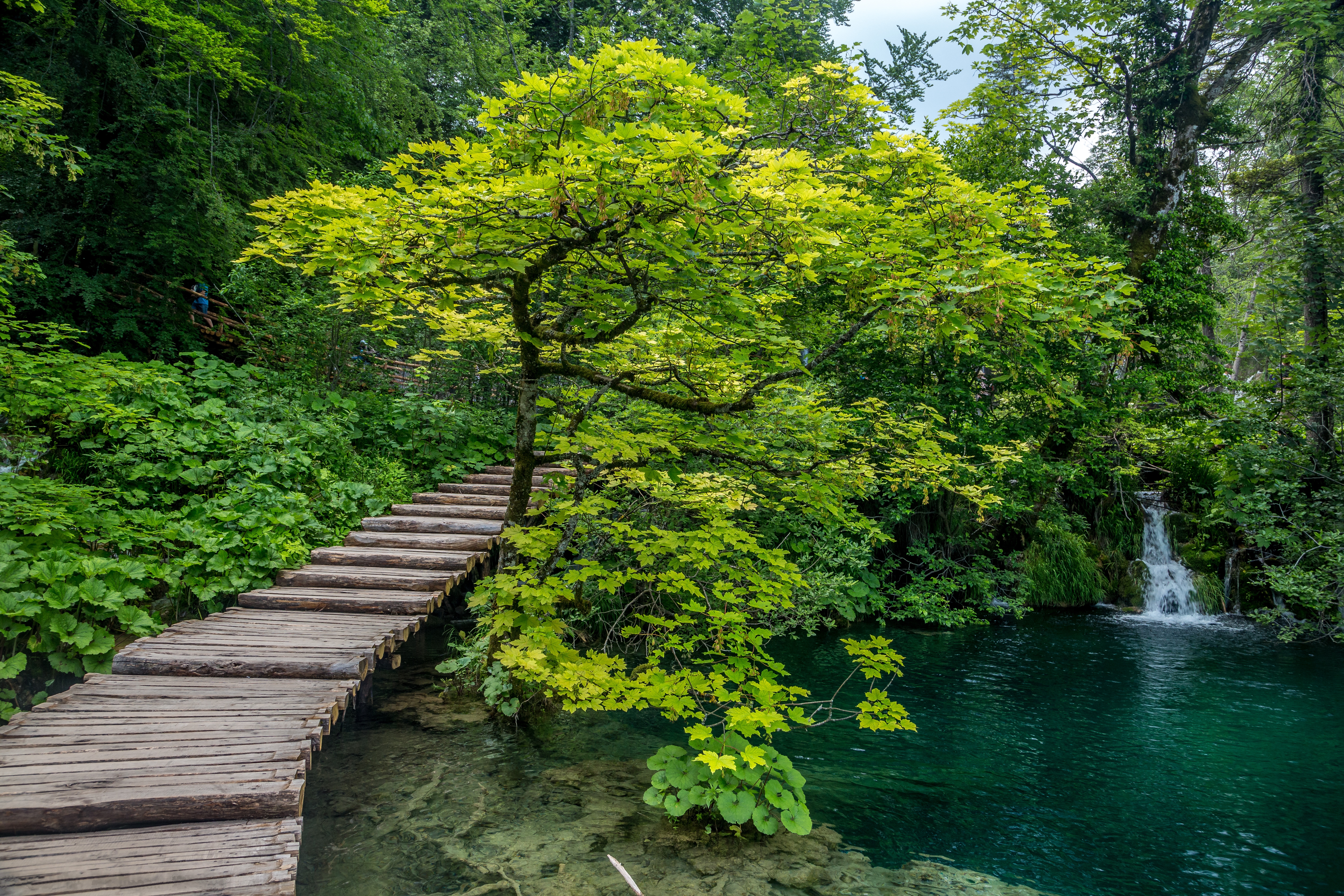 Фото бесплатно деревья, пейзаж, национальные озера парк Плитвицкие