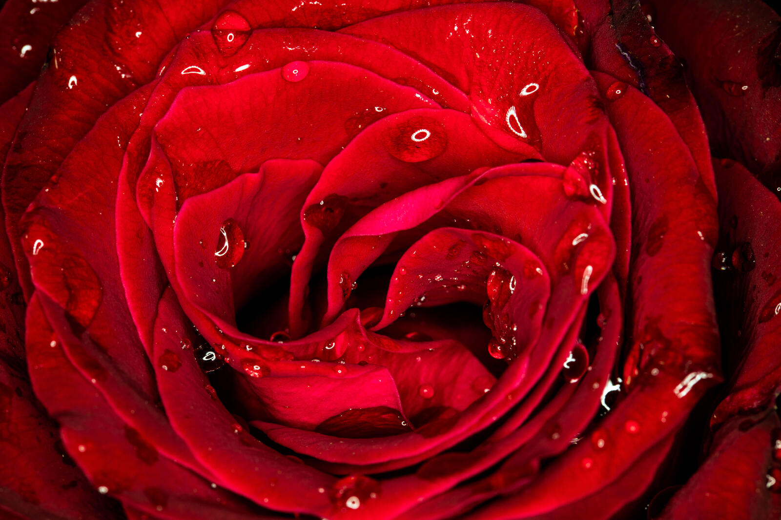 桌面上的壁纸花 红花瓣 红蕾
