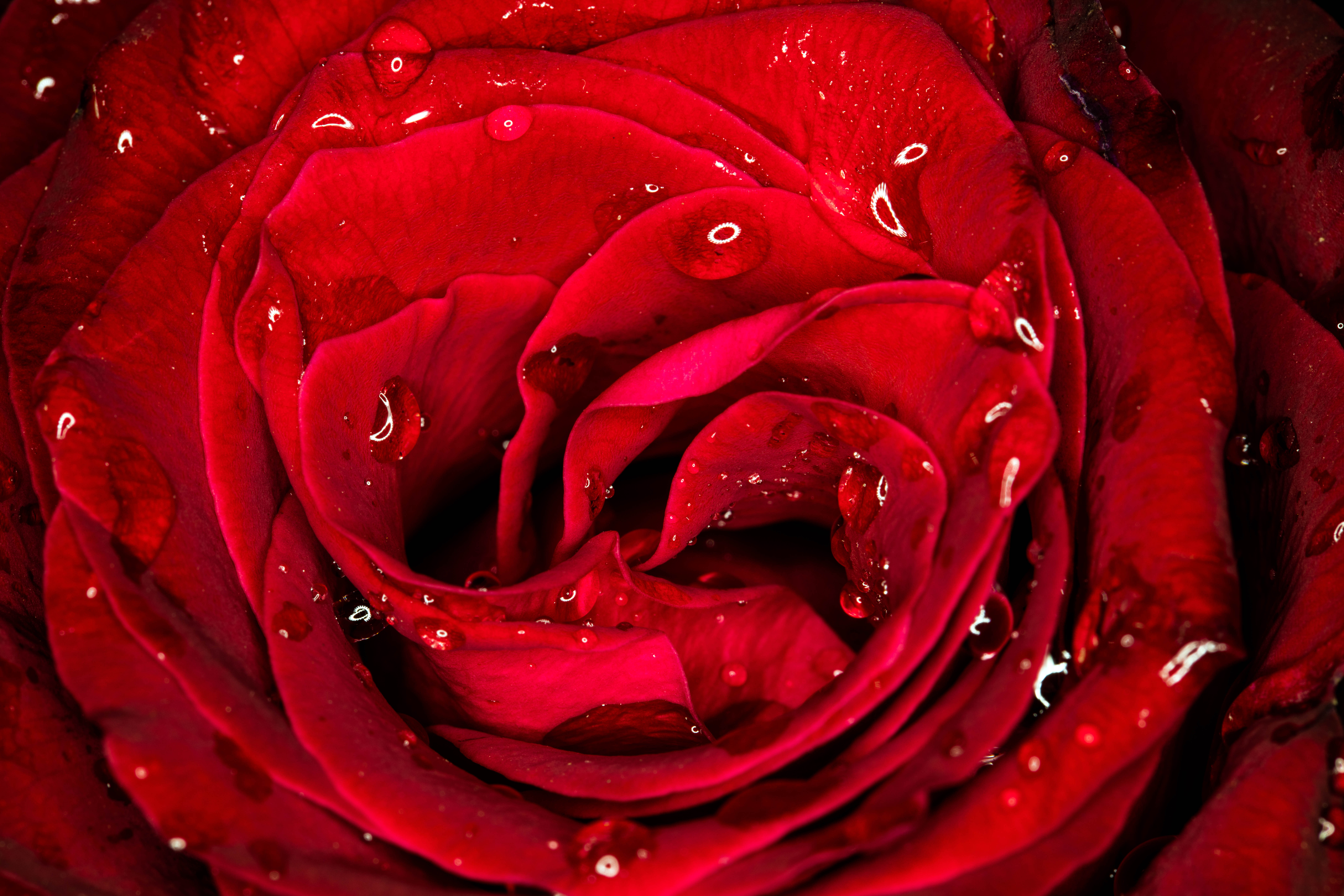 Фото бесплатно цветок, красные лепестки, красный бутон