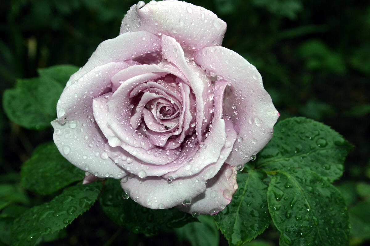 Белая роза крупным планом