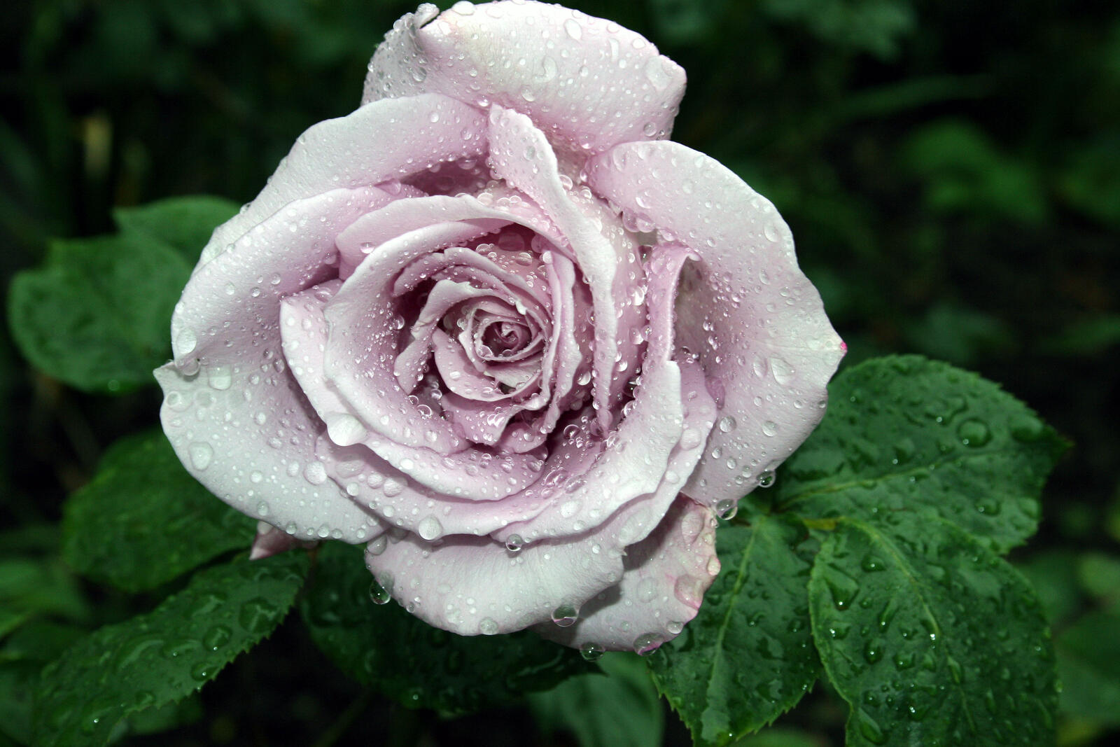 Free photo White rose close-up
