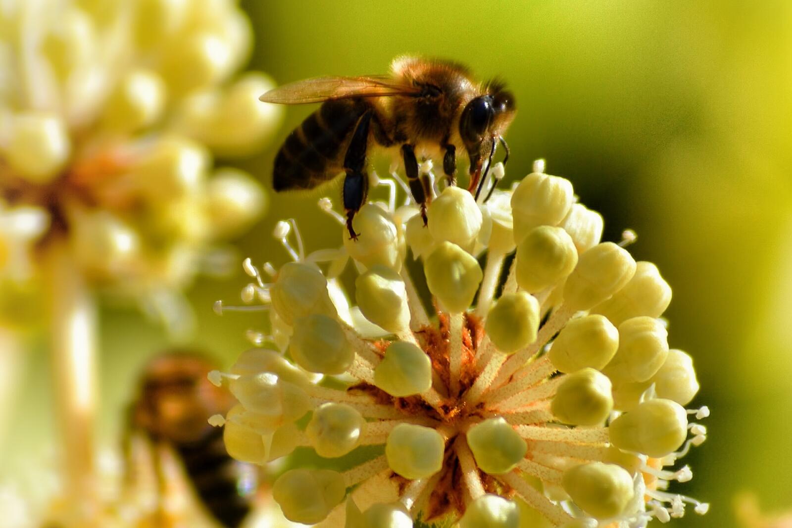 Wallpapers bee macro pollination on the desktop