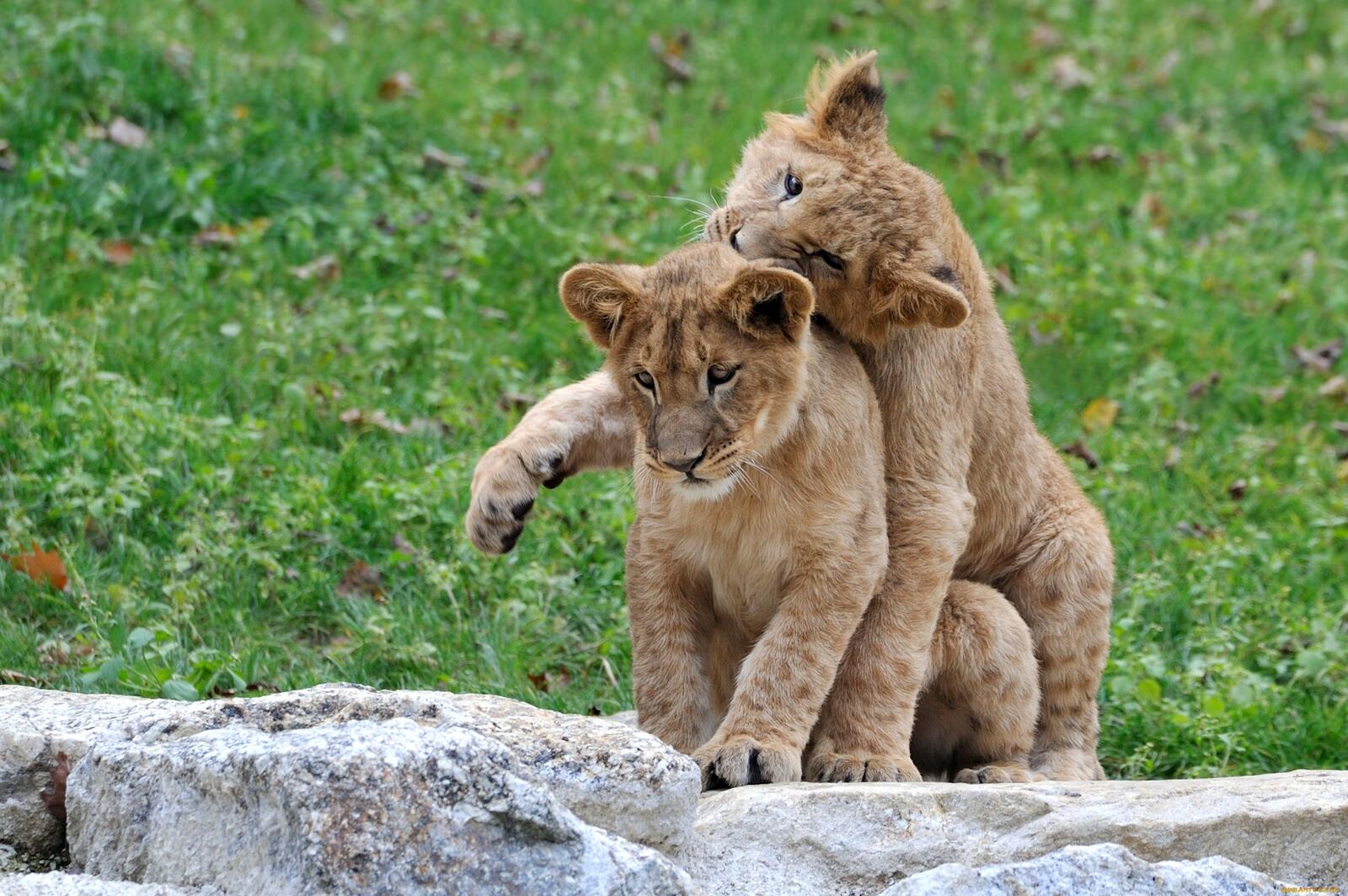 Wallpapers lion kittens cubs on the desktop