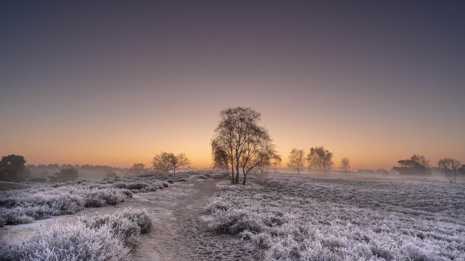 Wallpapers frost trees footpath on the desktop