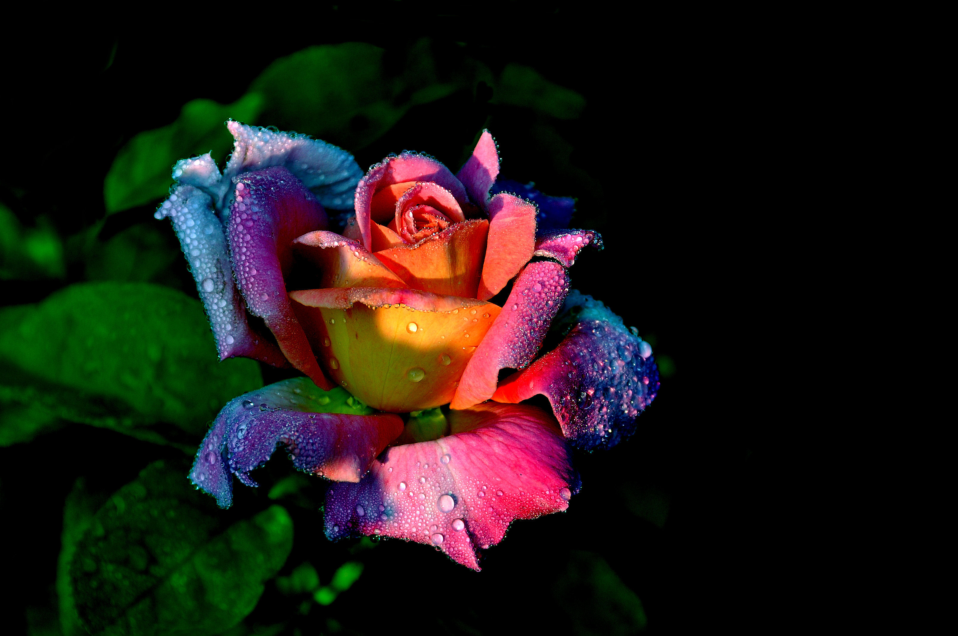 Обои цветок цветочная композиция розы на рабочий стол