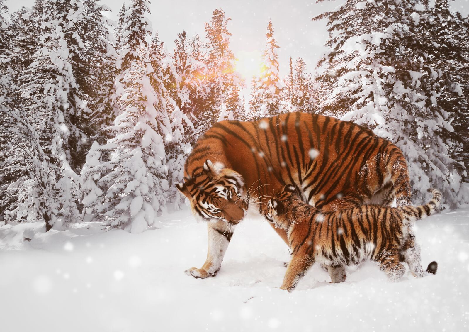 Обои зима дикая кошка тигр на рабочий стол