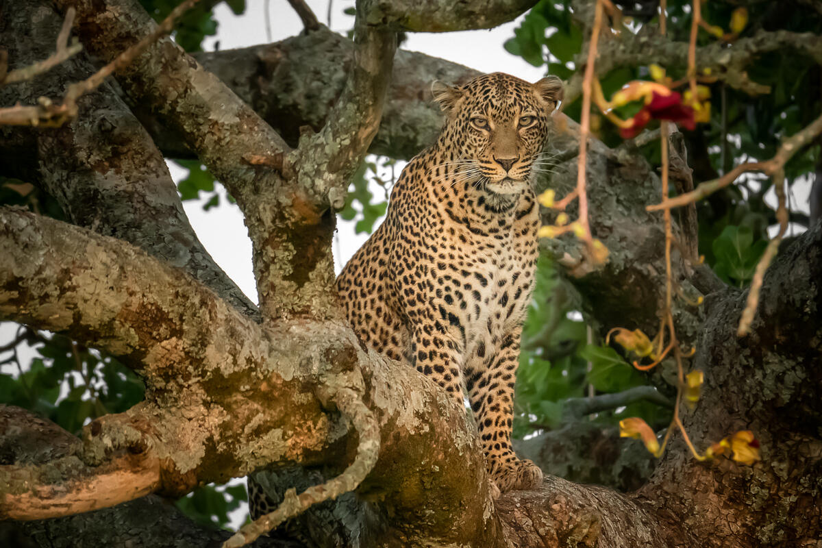 Cheetah on the tree