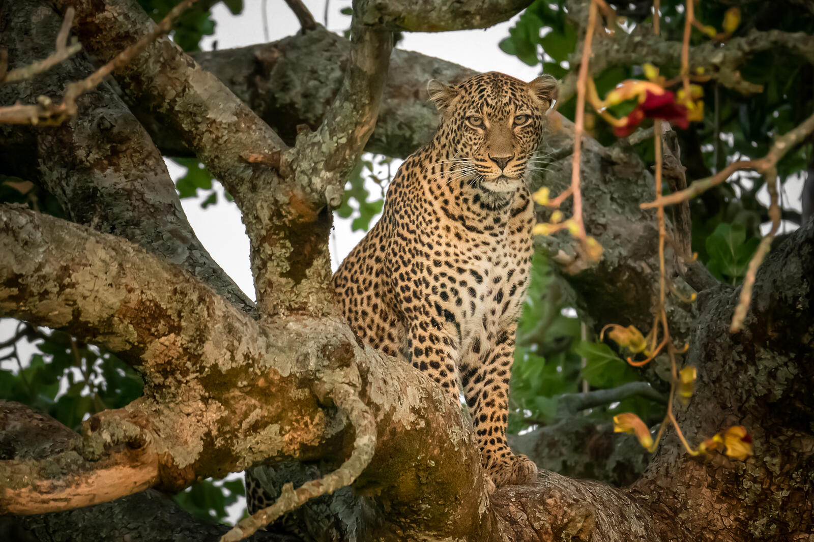 免费照片猎豹在树上
