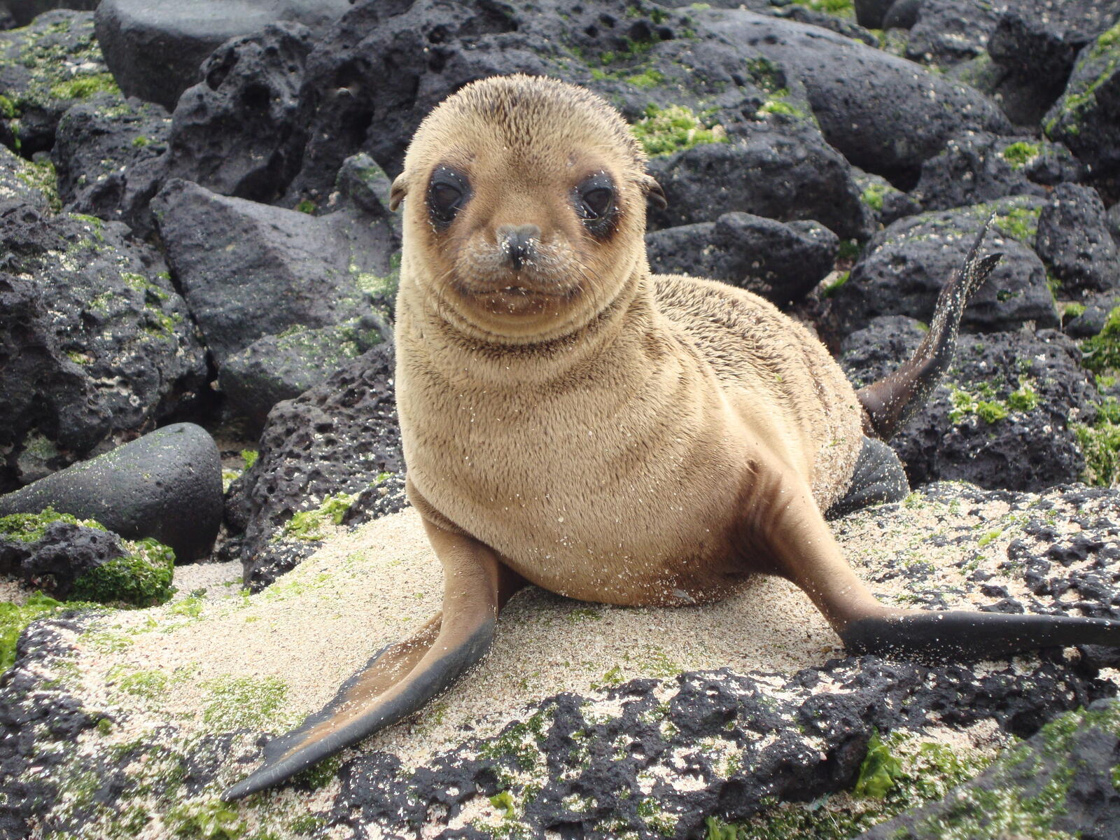 Обои brown seal galapagos islands look на рабочий стол