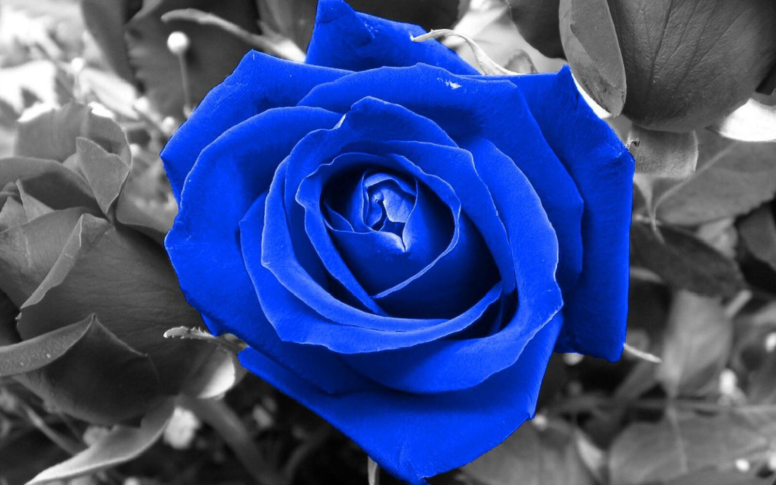 Обои фон роза голубая на рабочий стол