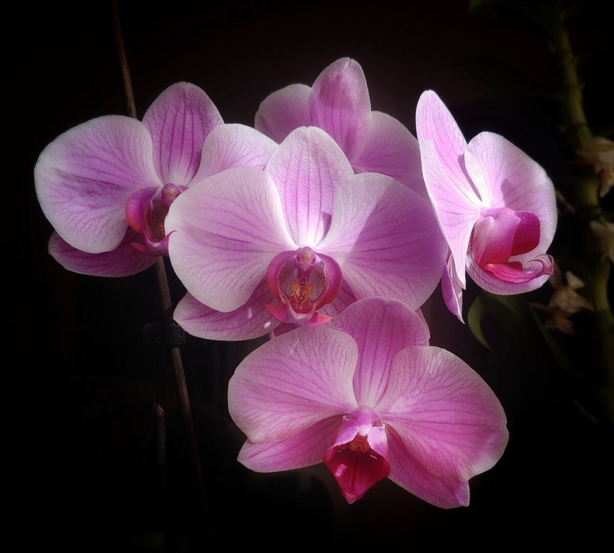 Букет из орхидей на черном фоне