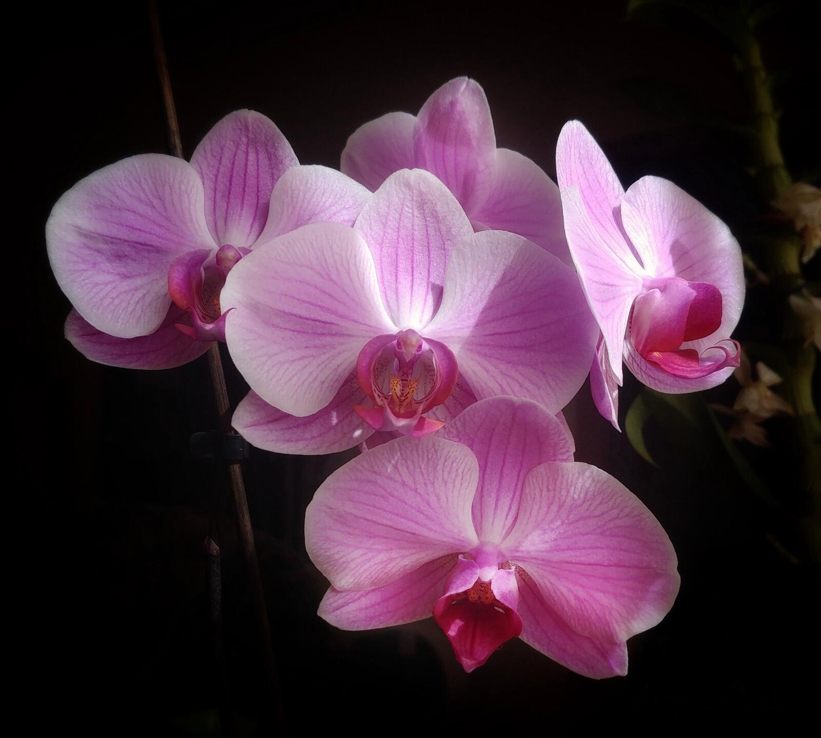 Free photo Bouquet of orchids on a black background
