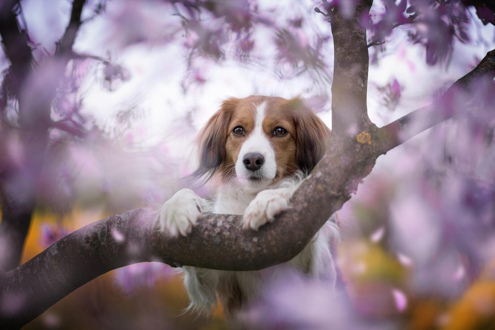 Бесплатное фото Собака возле цветущего дерева