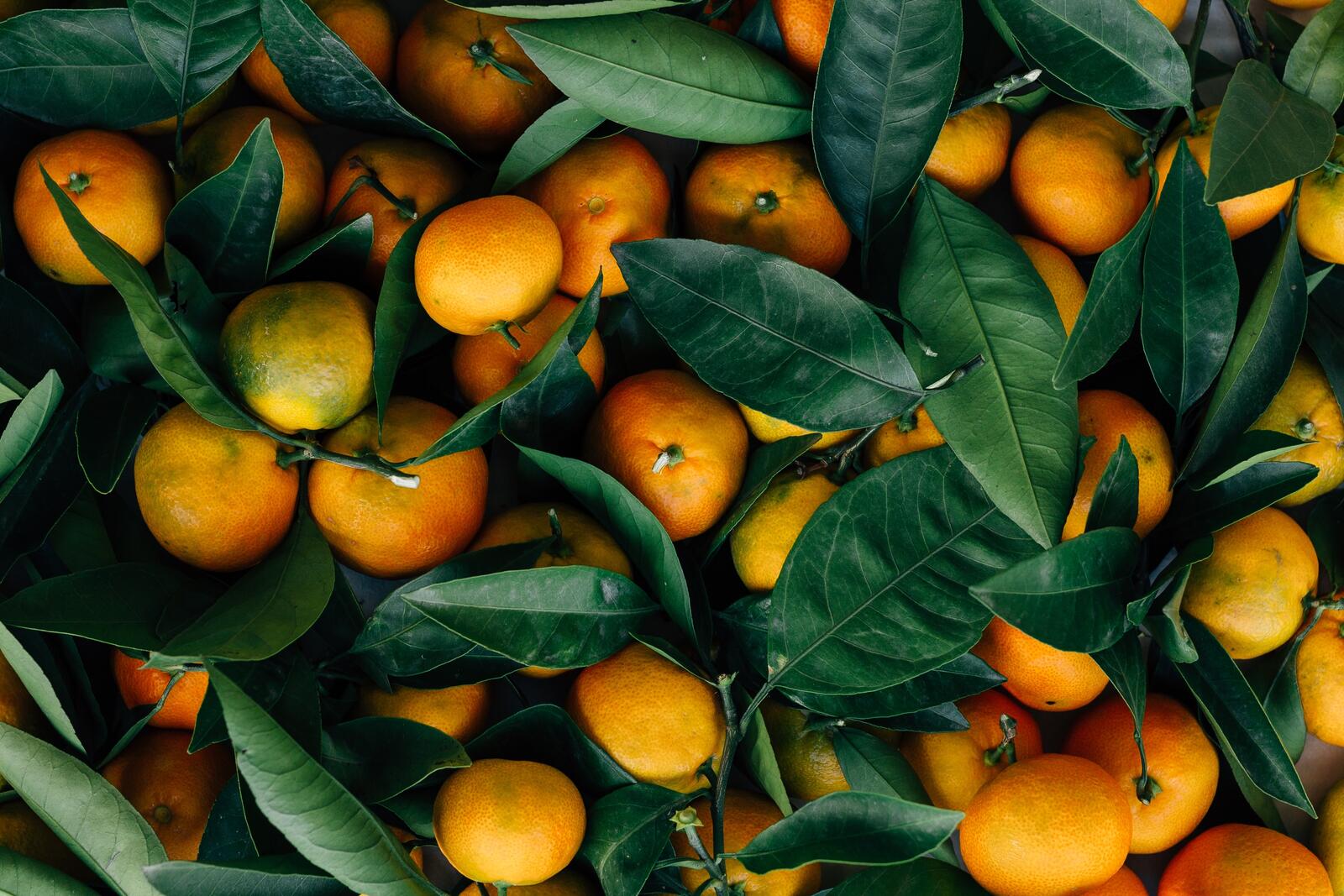 Бесплатное фото Куча апельсинов с листочками