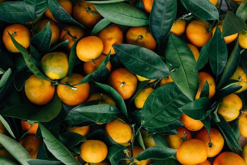 A bunch of oranges with leaves