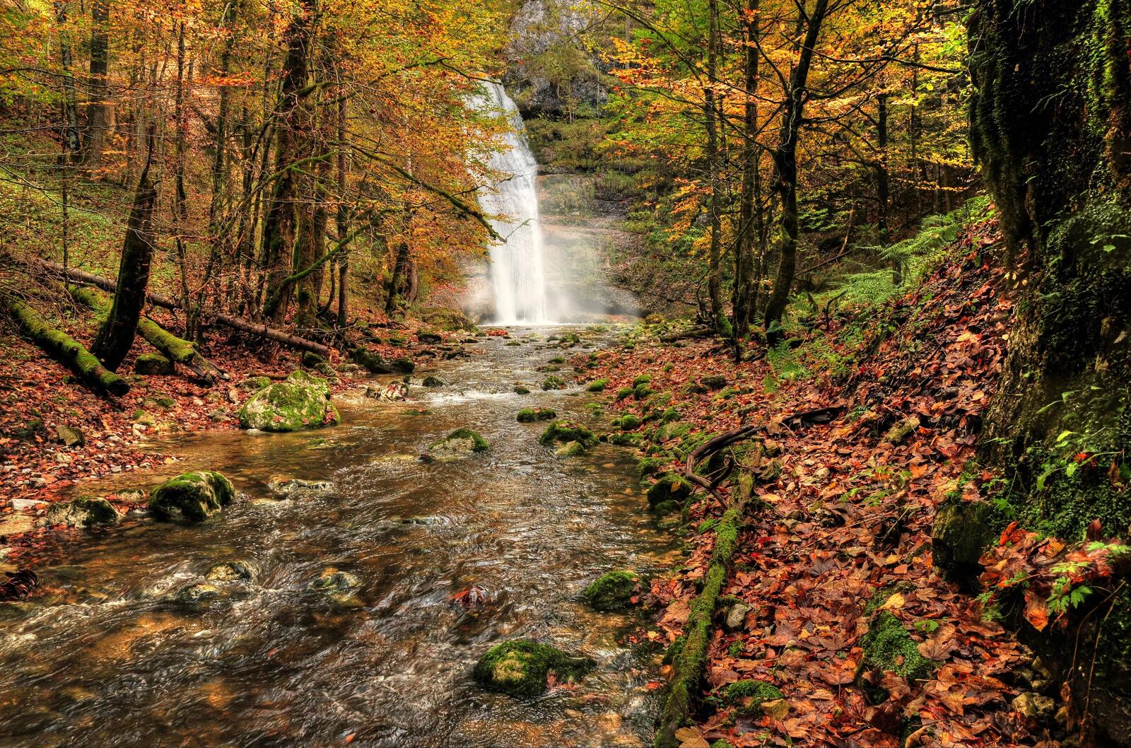 Бесплатное фото Осень в лес пришла