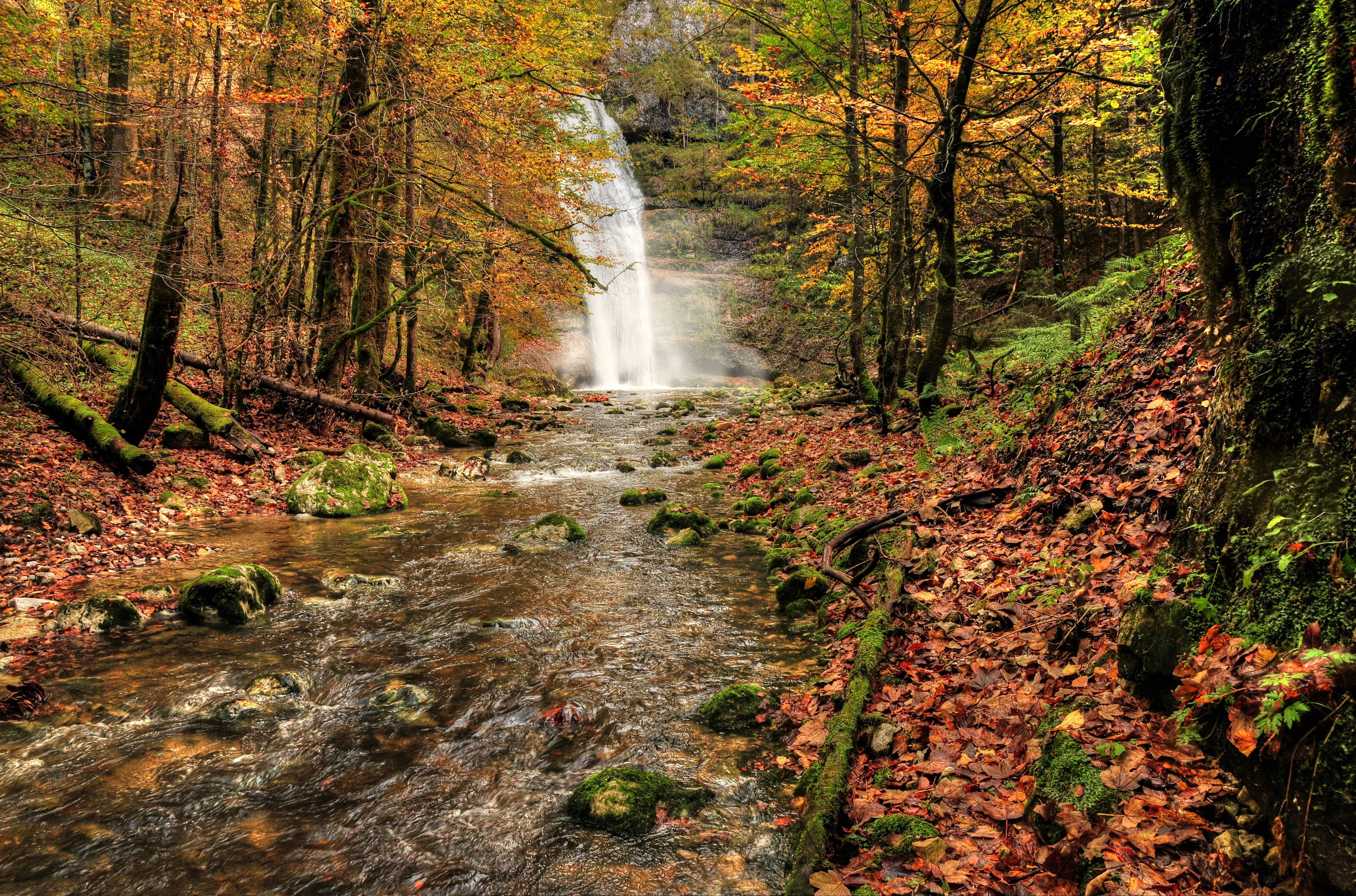 Бесплатное фото Осень в лес пришла