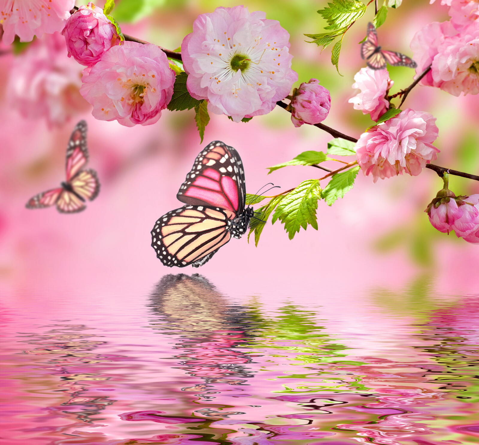 Бесплатное фото Бабочка прямо над водой