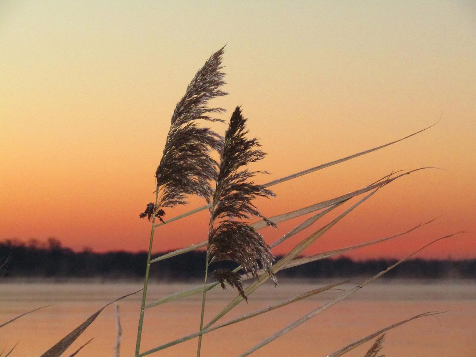 Бесплатное фото Заставка озеро, трава