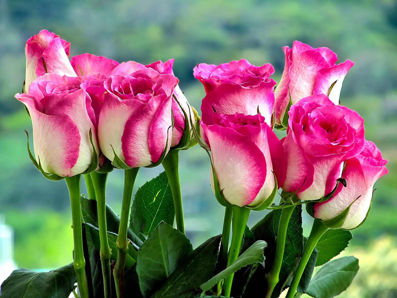 Бесплатное фото Букет красно-белых роз
