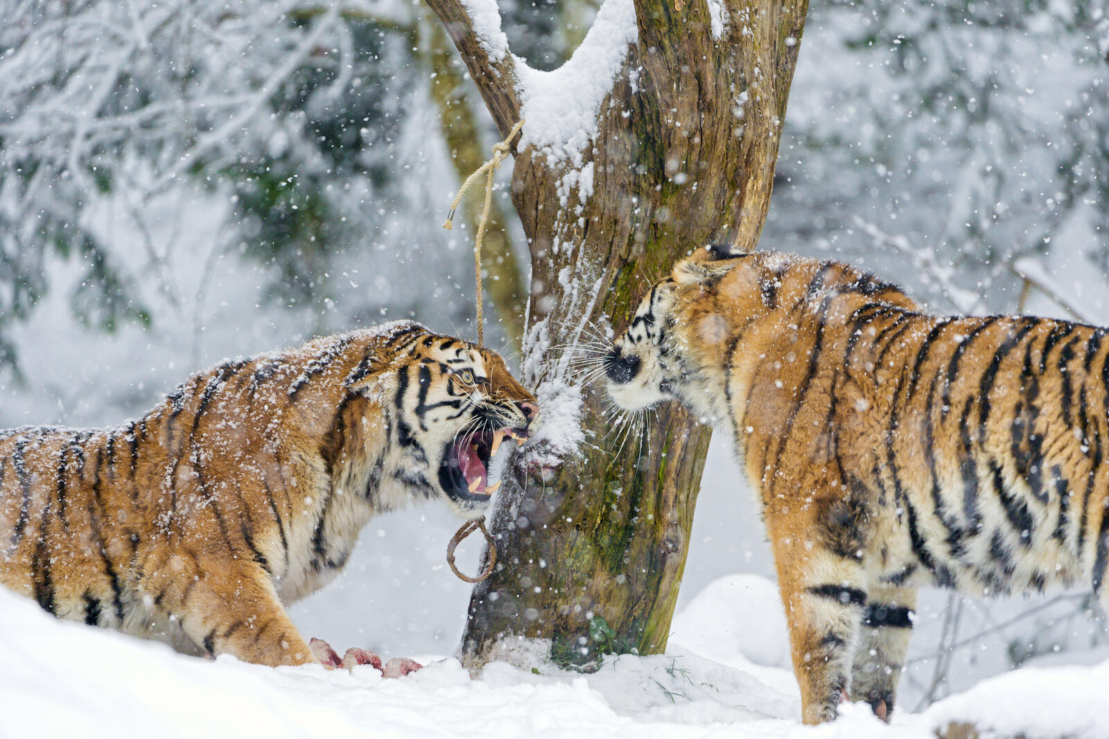 Обои животное тигровые тигры зима на рабочий стол