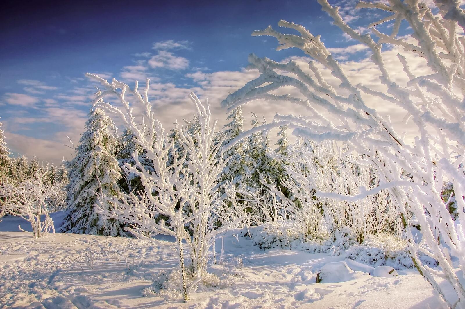 免费照片雪中的树枝