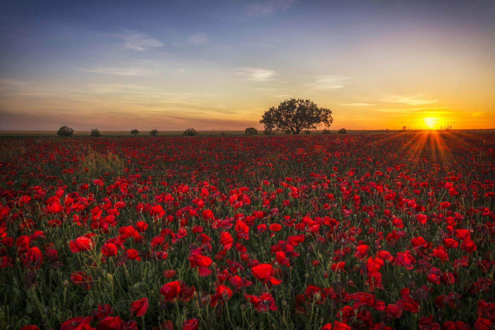 Free photo Red poppies at sunset